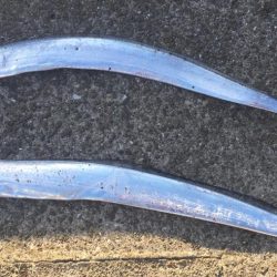 渋いかんじでした