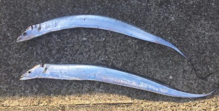 渋いかんじでした