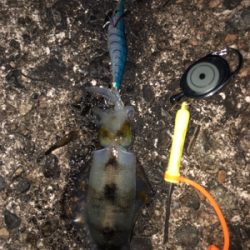 アオリイカボーズではなかったけど…