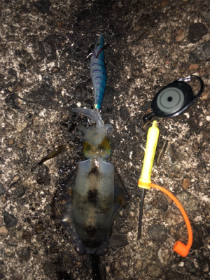 アオリイカボーズではなかったけど…