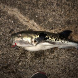 うん？てっちりふぐ夫⁈