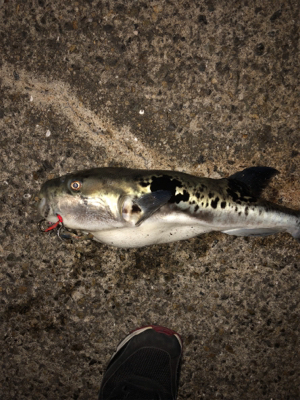 うん？てっちりふぐ夫⁈