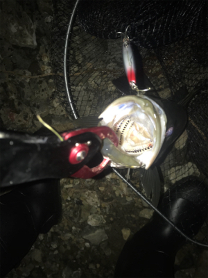 マイワシパターン