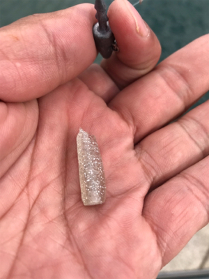 ヌーチーバラシー鯖