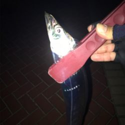 プチ遠征…タチのみ