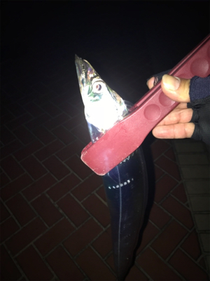 プチ遠征…タチのみ