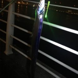 ウキ釣り初タチウオ!