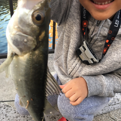 初シーバス(セイゴ)