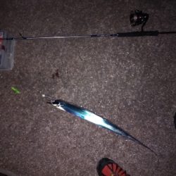 今日は引き釣りテンヤのみ