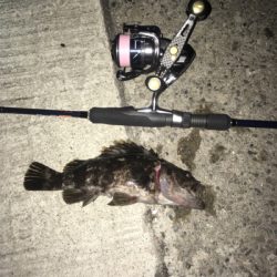 大阪湾奥アジング 今度はキビレ?