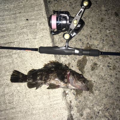 大阪湾奥アジング 今度はキビレ?