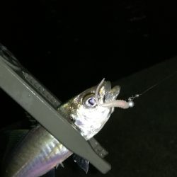 ナイトアジング