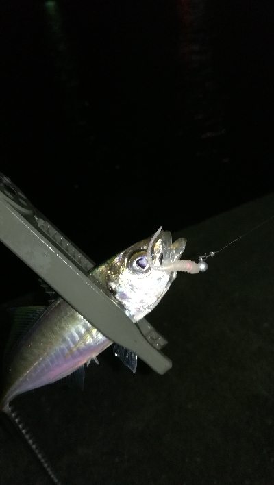 ナイトアジング