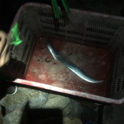 太刀魚あいかわらず渋い