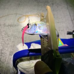 アジングリベンジin淡路島