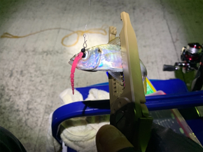 アジングリベンジin淡路島