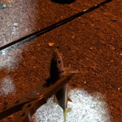 ナイトアジング