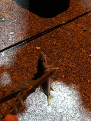 ナイトアジング