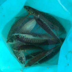 南港大橋下にてマキエ無しサビキ！