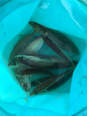 南港大橋下にてマキエ無しサビキ！