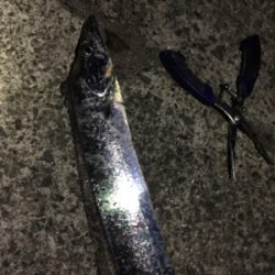 メバルのつもりがサバだらけ