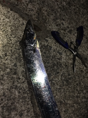 メバルのつもりがサバだらけ