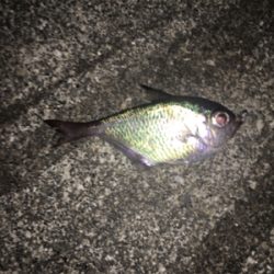 短時間アジング