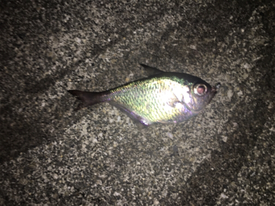 短時間アジング