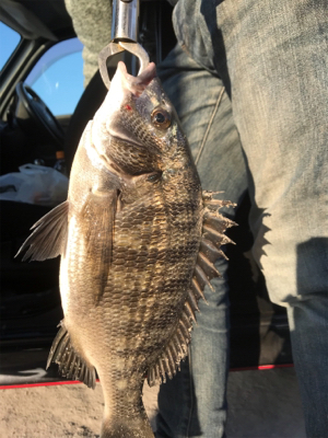 夕まずめ 短時間