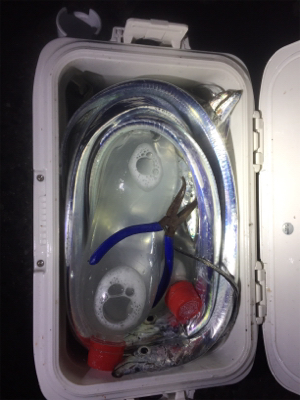 タチウオのハイシーズン到来！