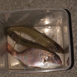 キス釣り 落ちギスを求めて