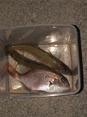 キス釣り 落ちギスを求めて