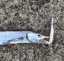 スケスケ潮にもマケズ