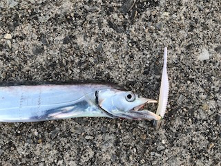 スケスケ潮にもマケズ