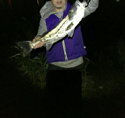 紀ノ川シーバス