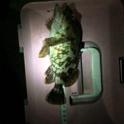 寒いけど色々釣れるね(´-ω-`)