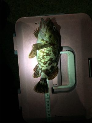 寒いけど色々釣れるね(´-ω-`)