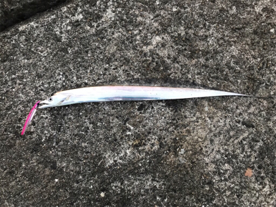 秋の青物狩れず。。