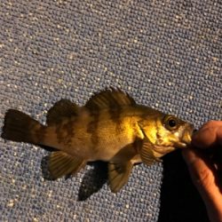 メバリングin鳩の釜港