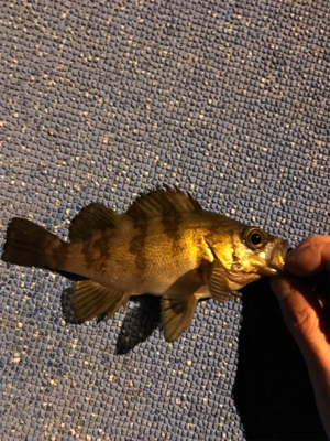 メバリングin鳩の釜港