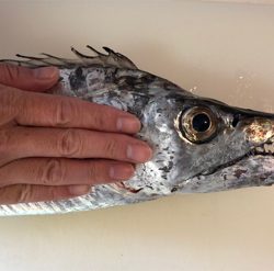 極大ドラゴン、神戸港登場!!!