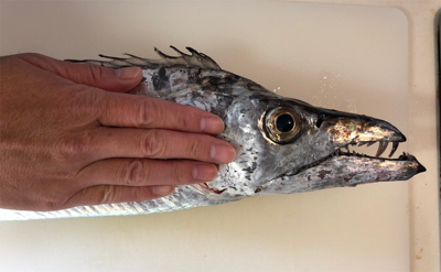 極大ドラゴン、神戸港登場!!!