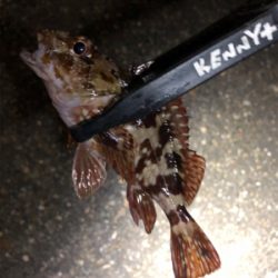 メバルがいない