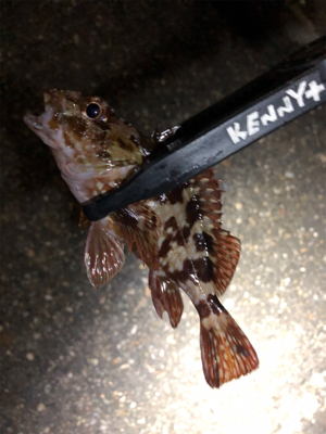 メバルがいない