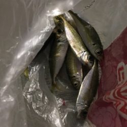 アジ釣れた！