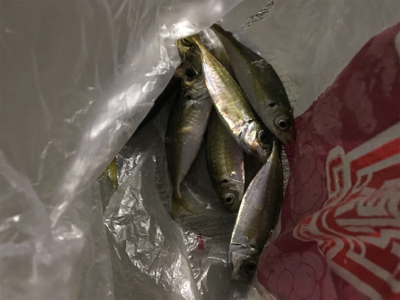 アジ釣れた！