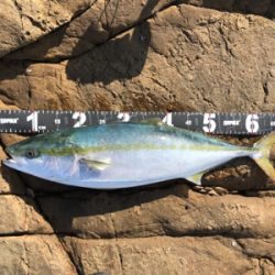 久々のハマチ 3本!