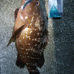 アズキマス 霞一文字堤防