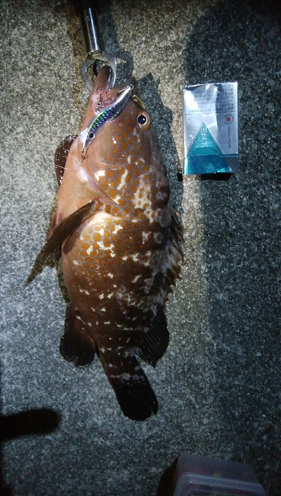 アズキマス 霞一文字堤防