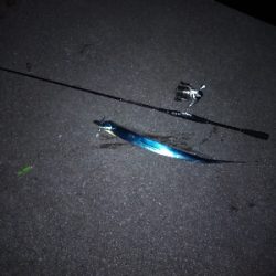 そう毎日釣れるわけはないか